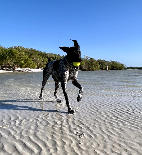 /Images/uploads/Southeast German Shorthaired Pointer Rescue/segspcalendarcontest/entries/31171thumb.jpg